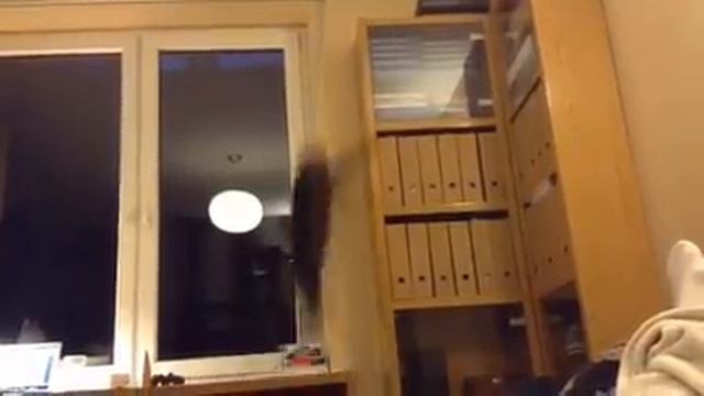Highest cat jump ever - world record смотреть онлайн