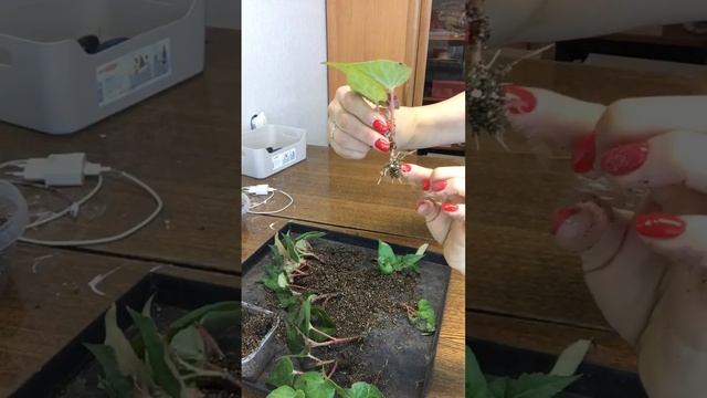 Размножение клубневой бегонии . смотреть онлайн