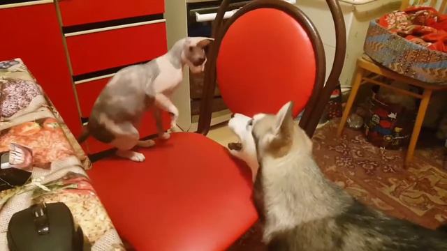 Mortal combat. Атака маламута! смотреть онлайн
