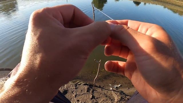 Ловля КАРАСЯ на МАНКУ на Бесплатном Пруду!!! смотреть онлайн