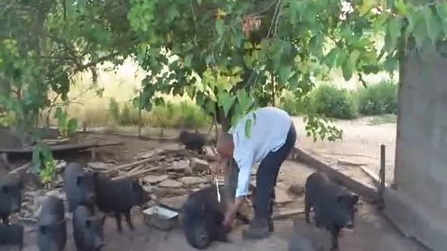 Как усыпить кабана :)