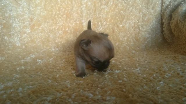Mini Sweet Baby Chihuahua смотреть онлайн