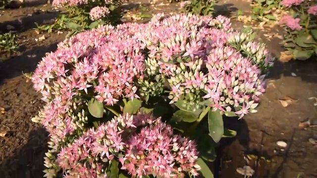 2 августа 2023 город уфа клумба с такими цветами как каланхое на вид смотреть онлайн