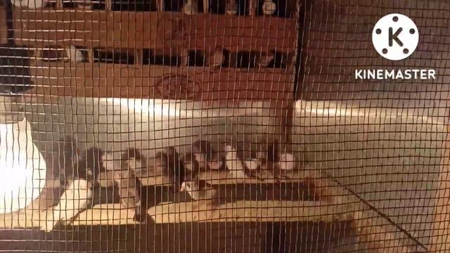All types birds available for sale |Budgie, cocktail, finches, coniour, java, faintail pegion смотреть онлайн