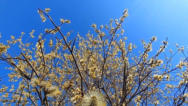 Астор Пьяццолла | Ave Maria | Умиротворяющая музыка смотреть онлайн