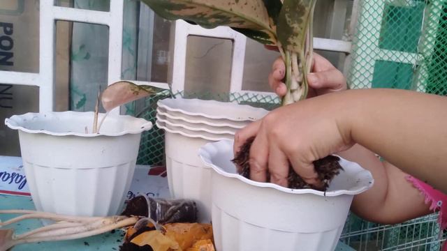 REPOTTING BUDOL AGLAONEMA// COMMON TO RARE AGLAO смотреть онлайн