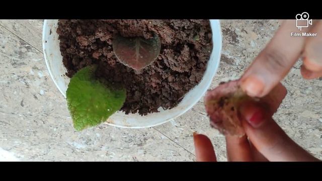 Episcia/ flame violet care and propagation in Malayalam смотреть онлайн