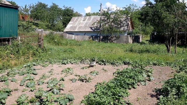 ЕДЯТ ЛИ ЦЕСАРКИ КОЛОРАДСКОГО ЖУКА НА КАРТОФЕЛЕ ? смотреть онлайн