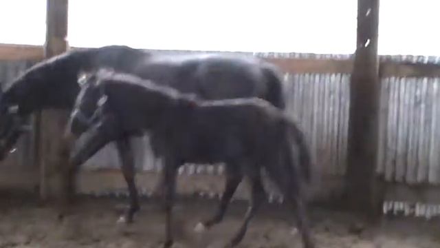 Жеребята. Осень 2013 смотреть онлайн