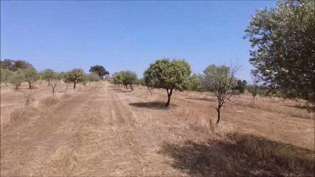 ?? SOLD | 3.5ha Farm for sale | Portugal | Water смотреть онлайн