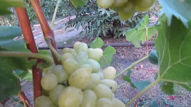 8 сентября 2018 года. Виноград сорта Надежда Аксайская... смотреть онлайн