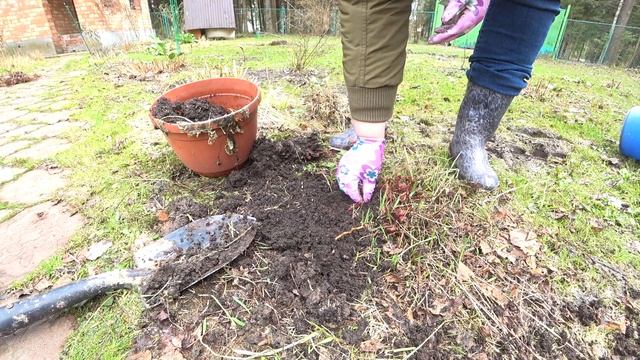 ДЕЛЕНИЕ АСТИЛЬБЫ. РАЗМНОЖЕНИЕ АСТИЛЬБЫ