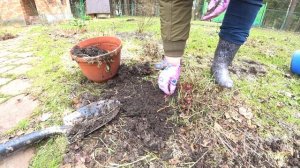 ДЕЛЕНИЕ АСТИЛЬБЫ. РАЗМНОЖЕНИЕ АСТИЛЬБЫ