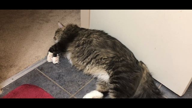 Как спят коты - места и позы) НЕ БЕСПОКОИТЬ! смотреть онлайн