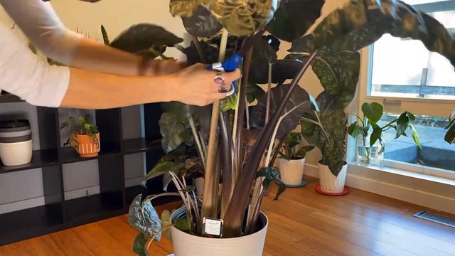 Alocasia Yucatan Princess Acclimation - What Should You Do When You Bring A Plant Home #indoorplant
