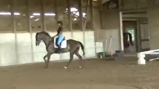 Spanish Riding School Clinic, Aug, 2014 смотреть онлайн