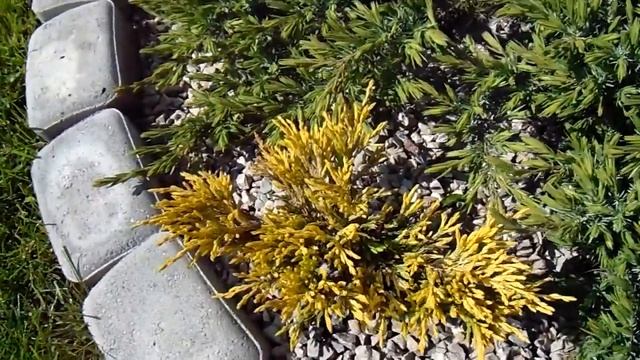 Juniperus horizontalis 'Lime Glow' смотреть онлайн