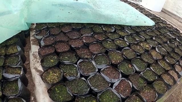 Часть 1 Обзор теплицы: конструкция,обогрев, стеллажи, стаканчики для рассады смотреть онлайн