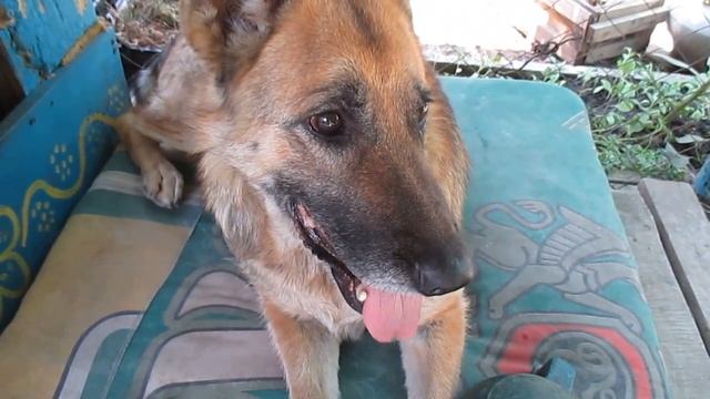 Как живет наша собака. As our dog lives. смотреть онлайн