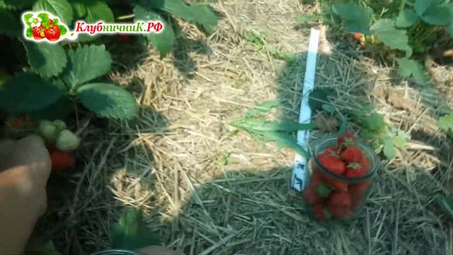 Урожайность клубники Кипча. 2,5 литра с куста. смотреть онлайн
