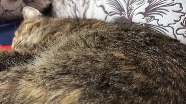 Кошке снится сон смотреть онлайн