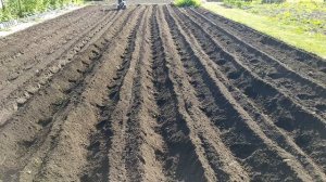 Посадка картофеля мотокультиватором Крафтсман  используя окучник