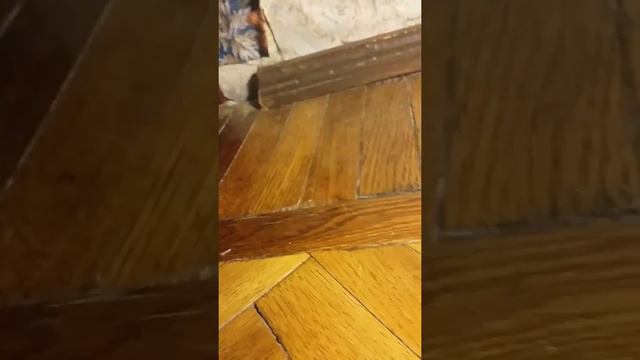 Моя коллекция LPS,Shopkins и LiTTLE PONy! смотреть онлайн