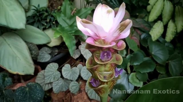 Siam Tulips Or Curcuma Alismatiflora | Best Tropical Alternative For Tulips | Nandanam Exotics