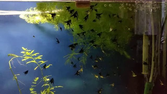 И снова мальки скалярий 200 +