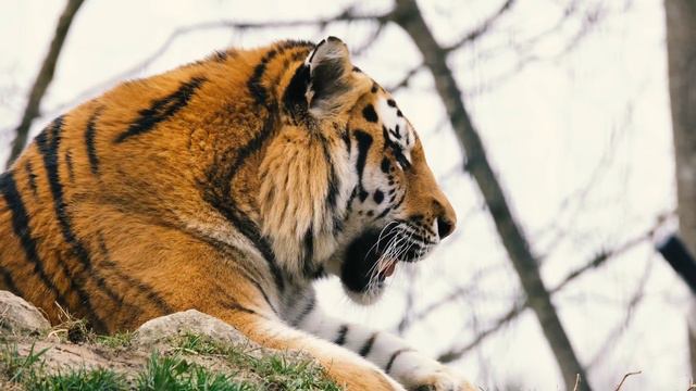 Рык тигра ,в предпоследним видео жосткий 🐯!!!#tiger #ruk #dikiy #zoopark смотреть онлайн