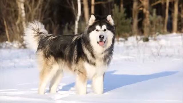Alaskan Malamute vs Tosa Inu смотреть онлайн