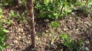 Жимолость каприфоль.  Формирование живой стенки из жимолости .