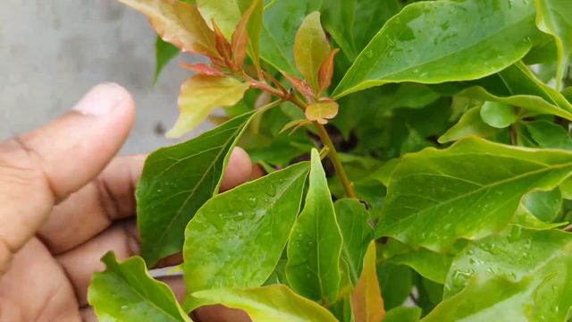 How to make more bushy, Compact Bougainvillea Bonsai. смотреть онлайн