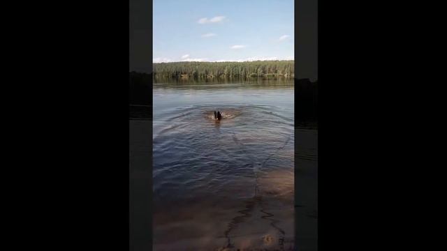 Лето в мире моих животных) смотреть онлайн