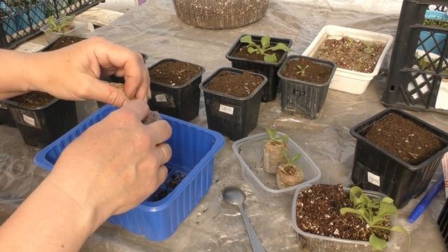 Пикируем петунию. Какой объём горшочка нужен и какая почва? смотреть онлайн