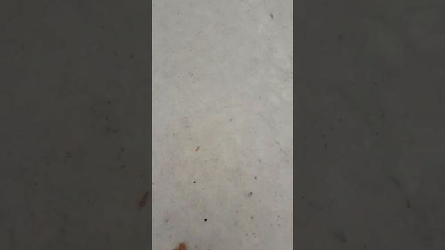 Мы с Мартулей гуляем босиком по снегу смотреть онлайн