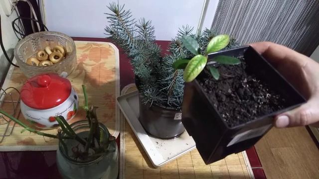 Черенкование голубой ели. Первый опыт. #черенкование,#черенкованиеосенью,#черенкованиеголубойели. смотреть онлайн