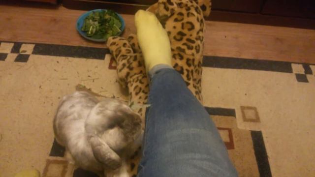 Стали хорошо прыгать, 22.06.16 смотреть онлайн