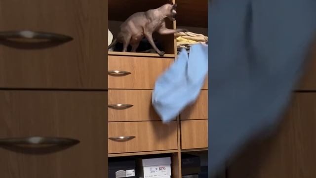Карма - справедливое возмездие! Приколы с животными. elf sphynx 斯芬克斯猫 スフィンクス القط 小精灵 смотреть онлайн