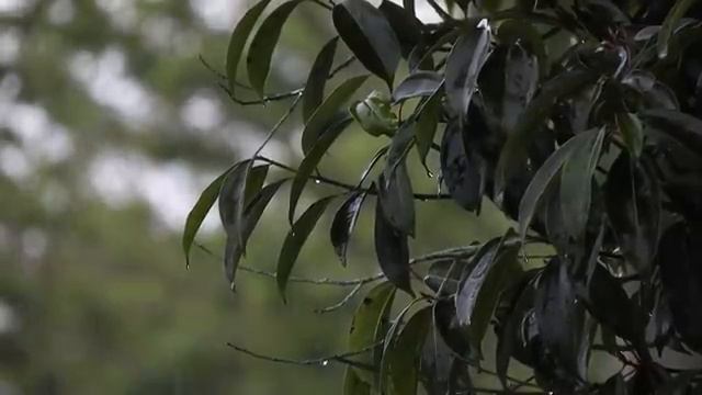 Дождь для сна. Просто послушайте успокаивающие звуки дождя и уснете за 5 минут!