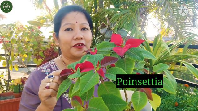 TOP 10 Plants For Gifting ll Plant Gifting Ideas ll Green Gifts смотреть онлайн