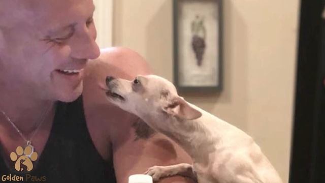 Athlete Hated Small Dogs All His Life Until He Met One Chihuahua смотреть онлайн