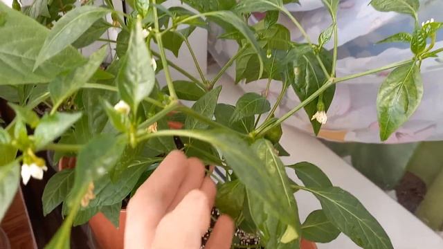 Выращивание перца на балконе. смотреть онлайн