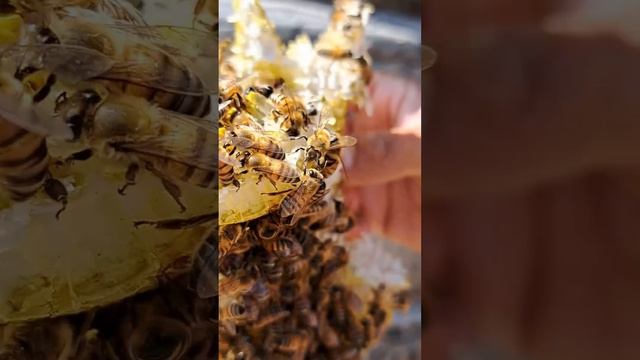 las abejas no son agresivas, hasta que tu cometes un error смотреть онлайн