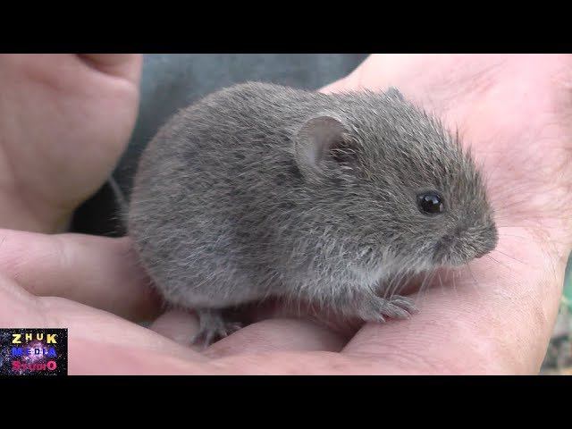 Докатились до мышей смотреть онлайн