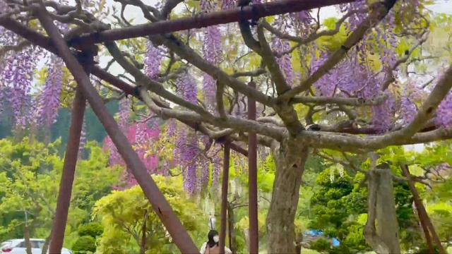 Stunning Wisteria Flower Garden (富士の里, উইস্টেরিয়া ফুল), an amazing tourist spot in Japan смотреть онлайн