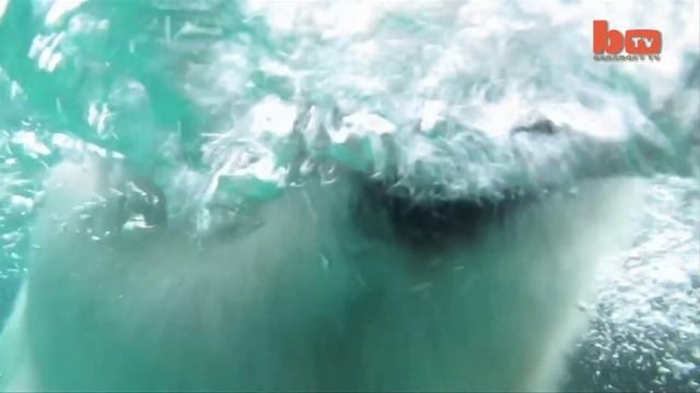 Ручной белый медведь прикол. смотреть онлайн