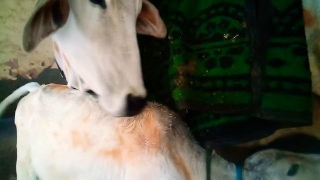 Утренняя дойка ||| как телята пьют молоко^_^ смотреть онлайн