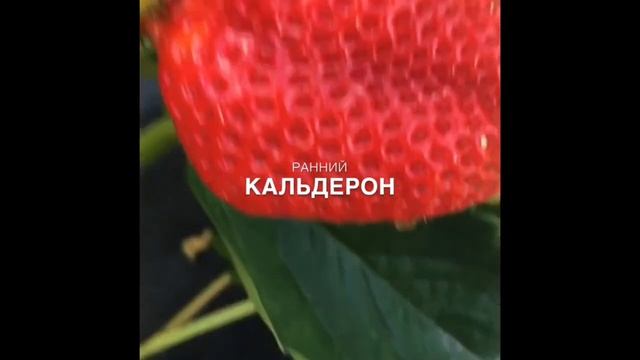 Кратко о ранних сортах клубники Зефир, Аллегро, Кальдерон смотреть онлайн