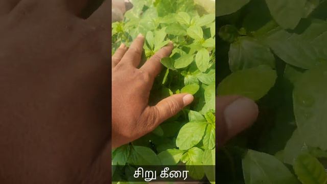 Siru Keerai grow well смотреть онлайн
